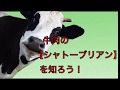牛肉の 【シャトーブリアン】 を知ろう！