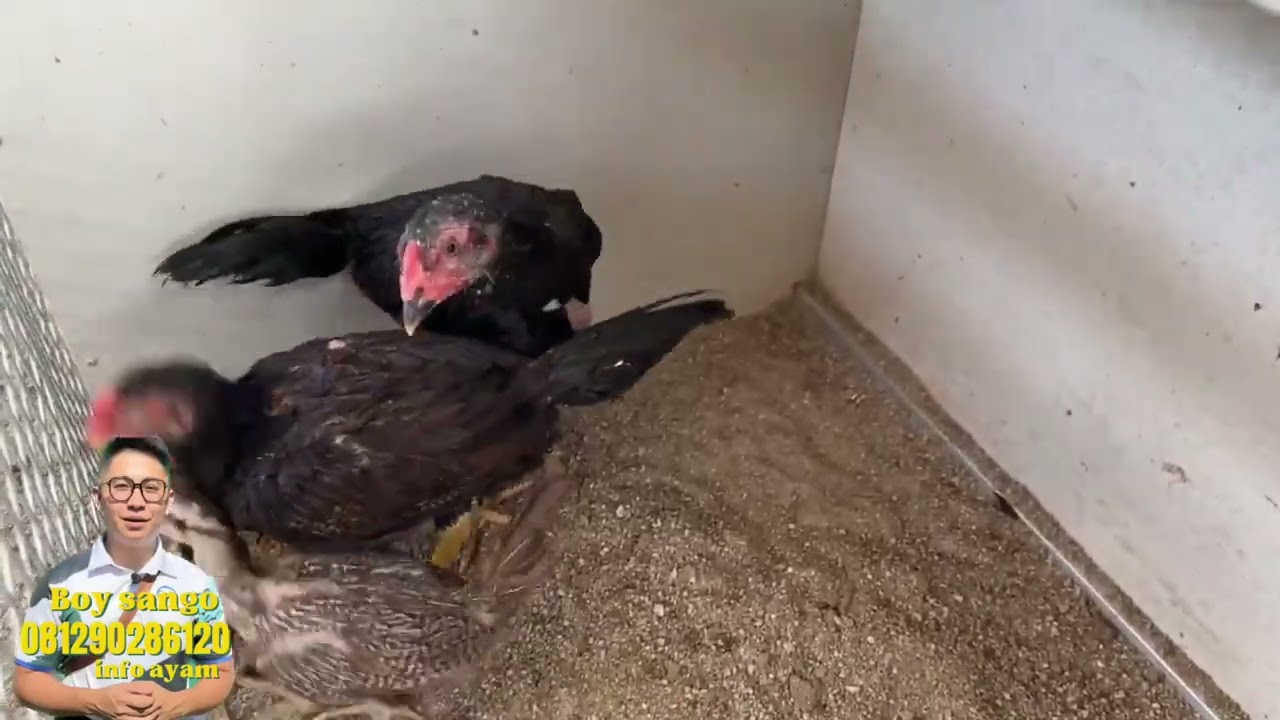 Boy sango farm rilis ayam 2-6 bulan dengan kualitas impor