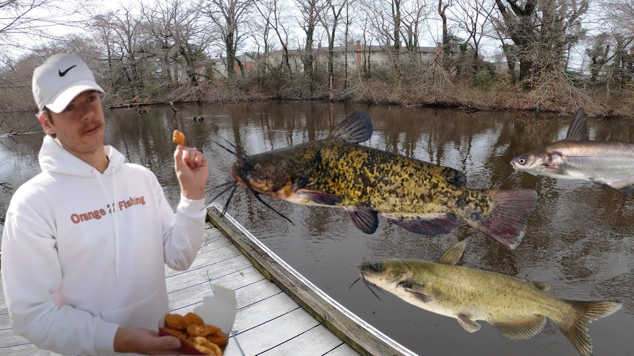WEIRD BAIT Catches 3 Different Species of Catfish! (Tidal River)