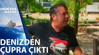 Denizden Çupra Çıktı | Denizde Hayat