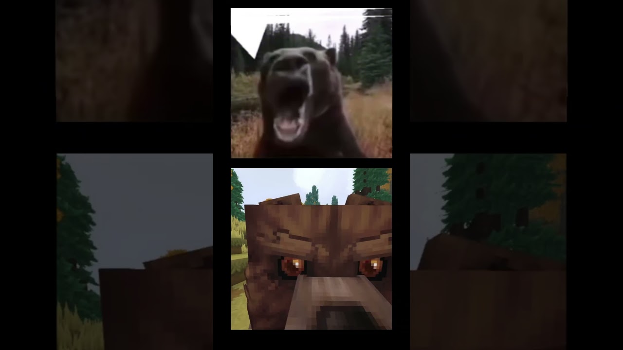 Bear Meme