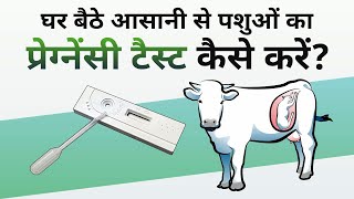 घर बठ आसन स पशओ क परगनस टसट कस कर ? Ndri Pregnancy Test Kit