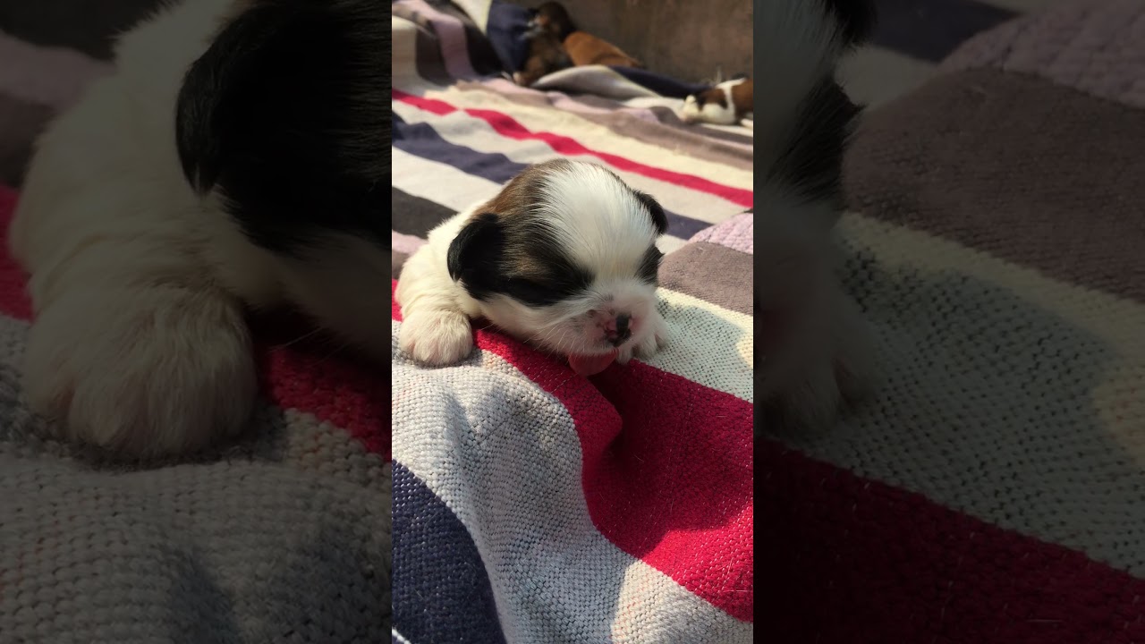 New babies crying#shorts#youtube#Shihtzu#babies