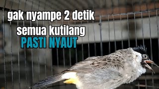 Burung Kutilang Gacor fighter isian, ampuh buat Pancingan Agar tilang cepat Bunyi !! auto nyaut