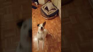 Jack Russell Lina Tricks