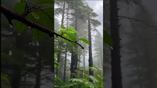 Stress Relief Rain Sounds Thunderstorm for Sleeping #relaxation #rainsounds #stressrelief