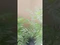 Mari gold plants in grow bags #shorts#green: