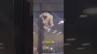 Gatita Escapa para Reunirse con su Amigo Perrito