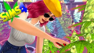 i finished the new cannabis scenario by basemental mods! // sims 4 scenario