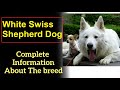 White Swiss Shepherd Dog. Pros and Cons, Price, How to choose, Facts, Care, History