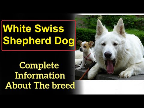 Video: Apakah berger blanc suisse menumpahkan?