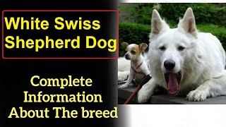 White Swiss Shepherd Dog. Pros and Cons, Price, How to choose, Facts, Care, History