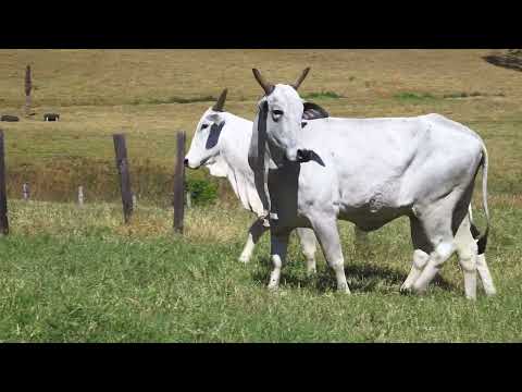 LOTE 115   EC 8267 e EF 837