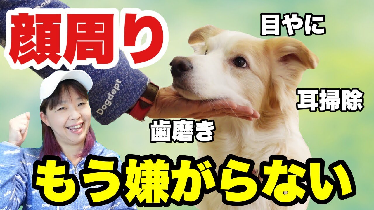 犬 顔周りを嫌がる その手があったとは 芸として教えて慣らすと一石二鳥 嫌がらない練習 Youtube