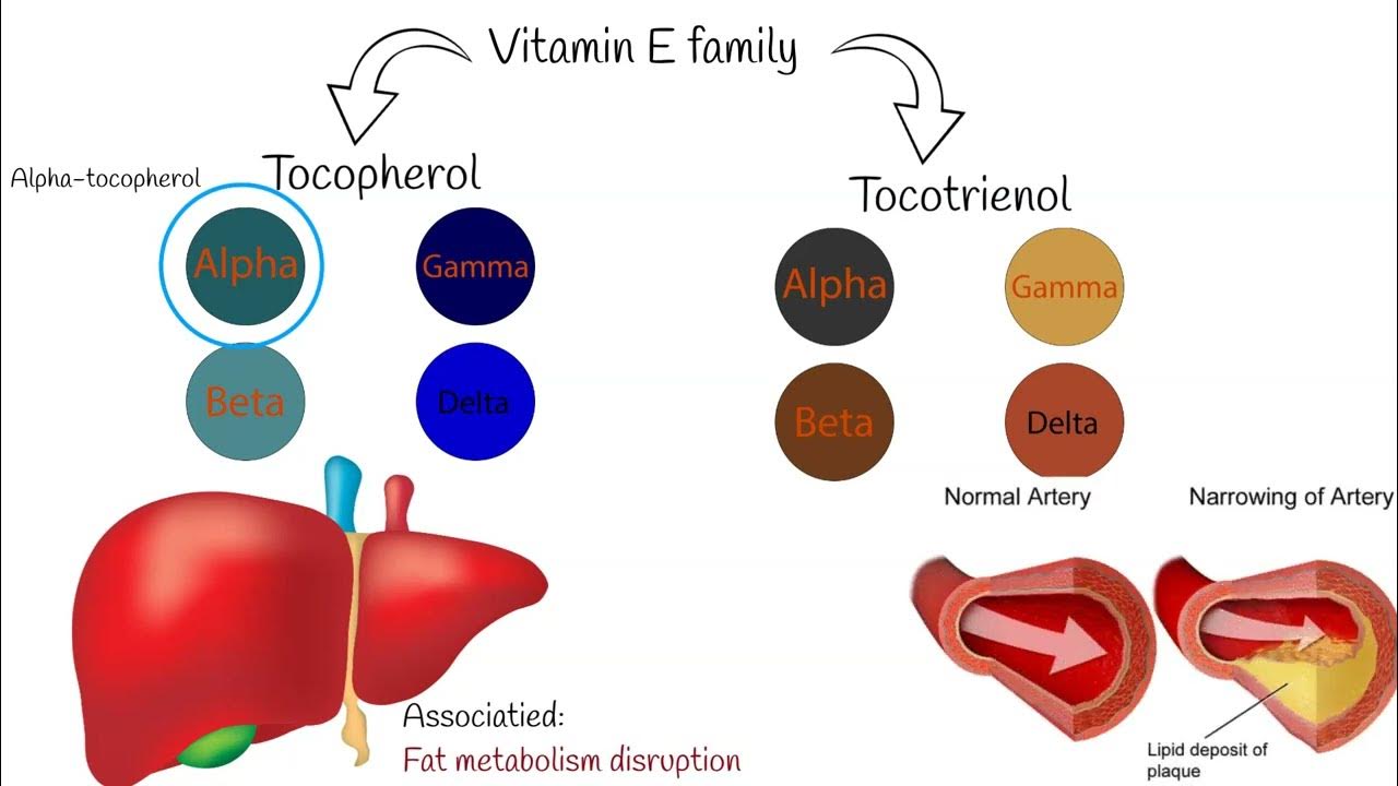 vitamin-e-deficiency-signs-and-symptoms-causes-and-treatment-youtube