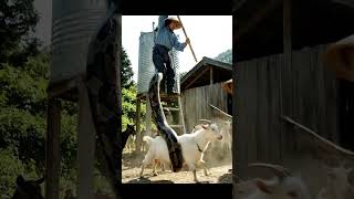 Python Dangling From Tower Goat Nearly Taken