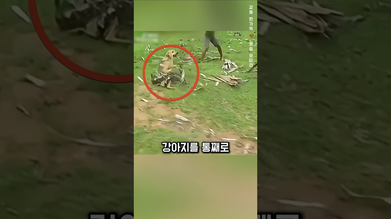 뱀에게서 강아지를 구조하는 감동적인 장면