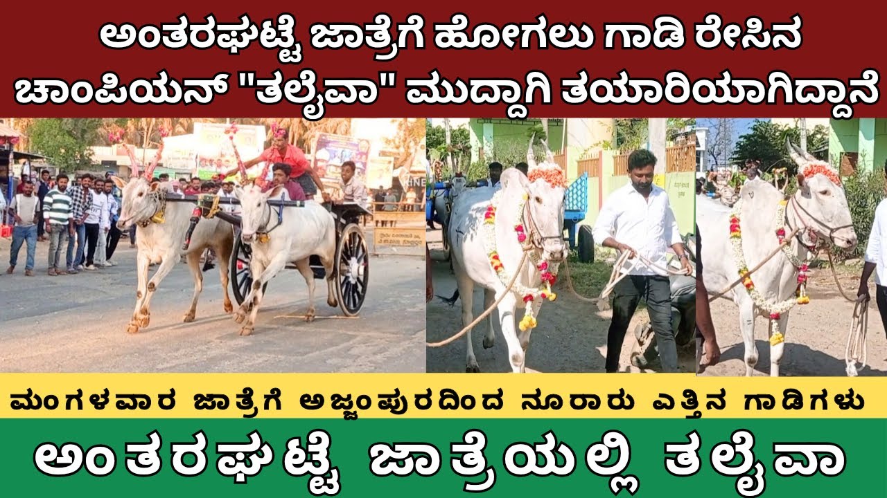ಅಂತರಘಟ್ಟೆ ಜಾತ್ರೆಗೆ ಹೋಗಲು ಗಾಡಿರೇಸಿನ ಚಾಂಪಿಯನ್ ತಲೈವಾ