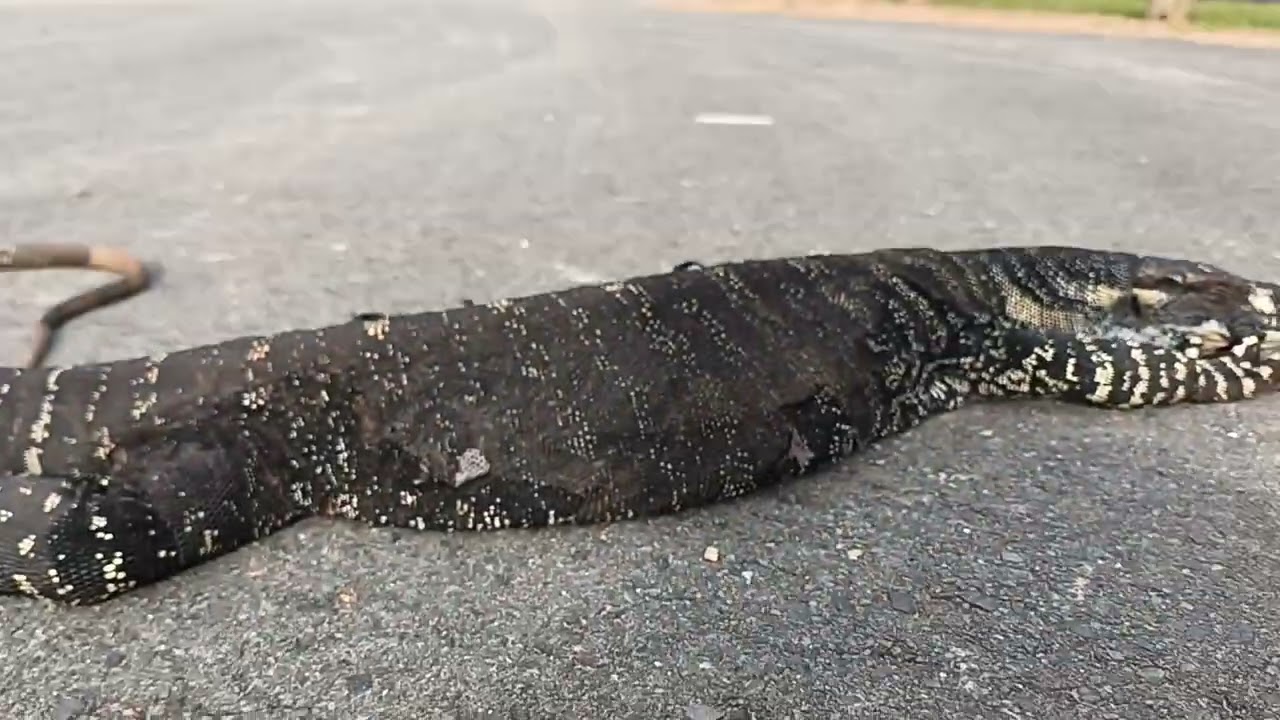 Large Goanna Up Close With Pikxles