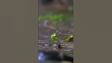 تلاوة هادئة للقرآن الكريم (سورة المسد) بصوت الشيخ ياسر الدوسري #quran #اكسبلور #قرءان_كريم