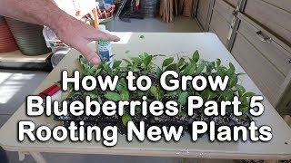 How to grow Blueberry Bushes Part 5  How to Root Blueberry Plants (Blueberry Propagation)