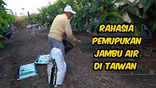 Rahasia Pemupukan Jambu Air Di Taiwan