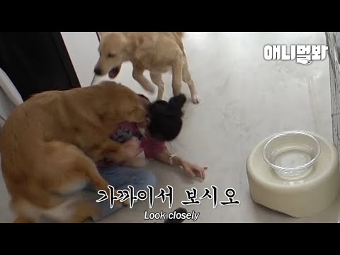 천사견 리트리버 촬영하러 갔다가 머리채 잡힌 썰..ㅣStory Of How A Retriever Ended Up Pulling My Hair