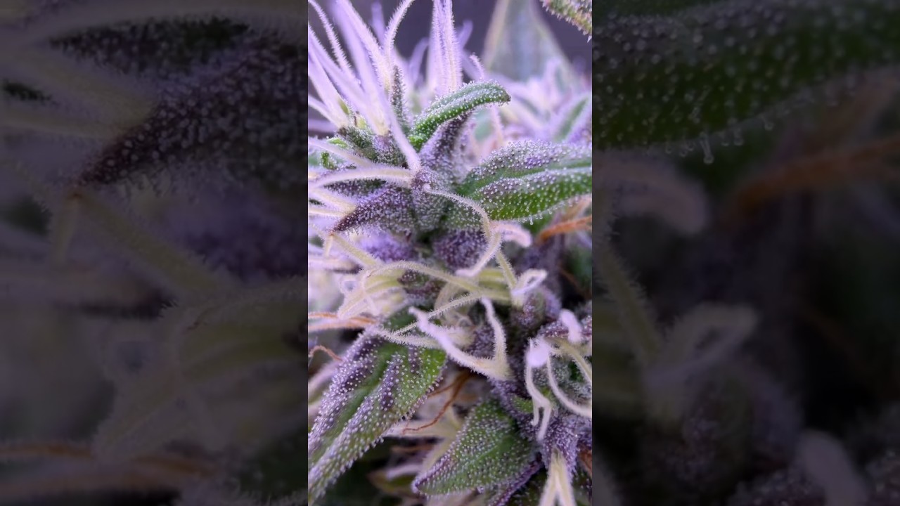 Jamaikanische Landrasse Grow Update