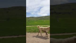 Mazıdağı Kalesi Bölgesi Yemyeşil Doğa Ve Masmavi Gökyüzü