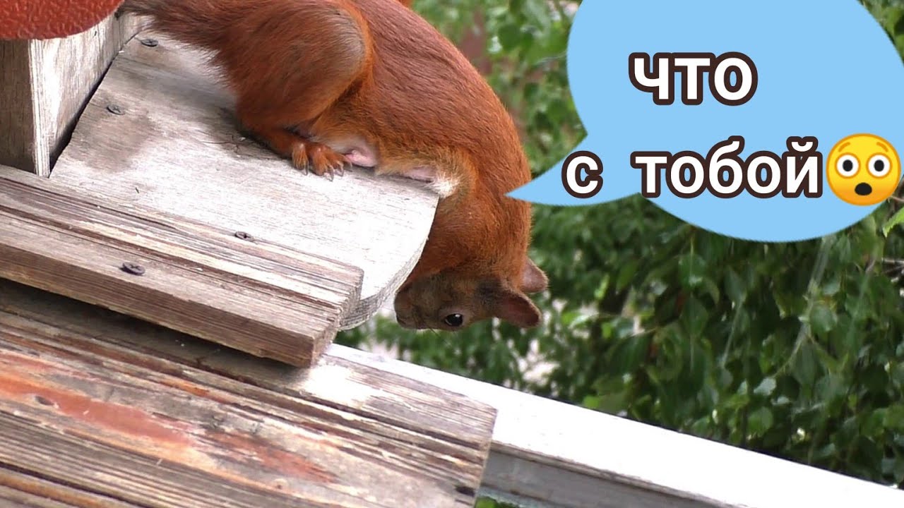 У белки шестеро бельчат / белка зевает - YouTube