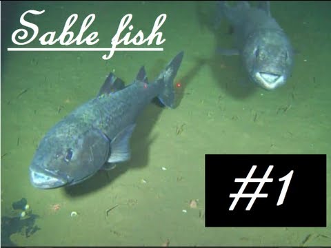 Video: Sablefish, Anoplopoma Fimbria Augimo Charakteristikų, Hematologinių Parametrų Ir Plazmos Sudedamųjų Dalių Pokyčiai Priklausomai Nuo Amoniako Koncentracijos