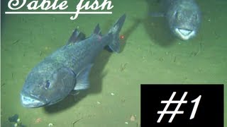 Sablefish