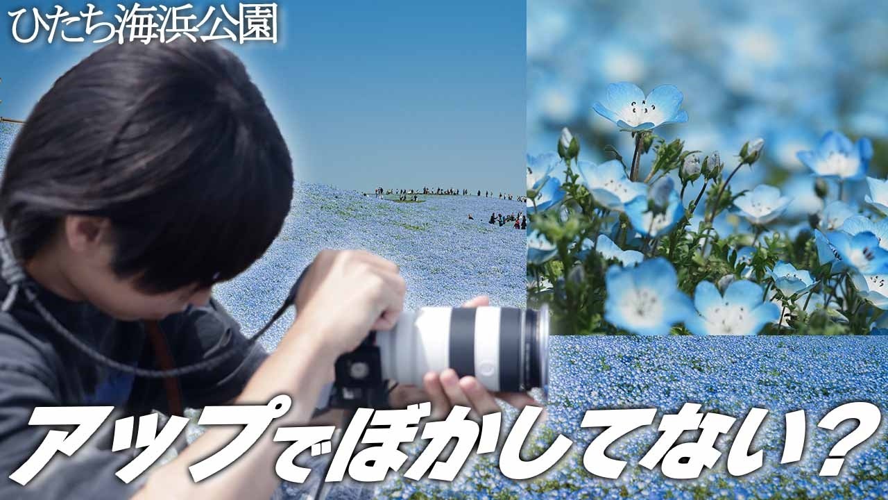 How to get a unique perspective when photographing flowers
