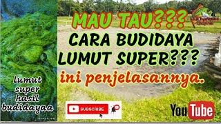 cara budidaya lumut media kolam biar cepeat tumbuh subur, simak vidio ini samapi habis #lumutsuper