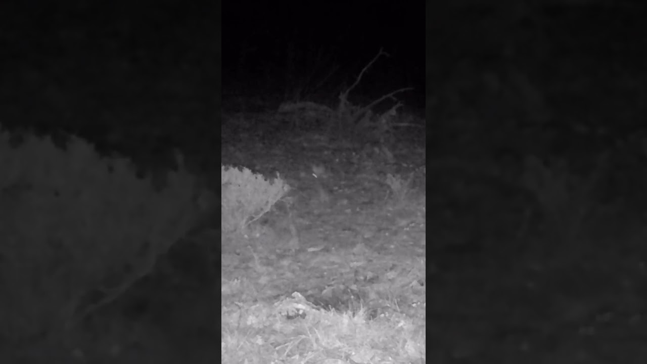 If the flash was a rabbit!! 