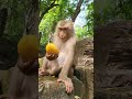 Peaceful Feeding Away from Roads and Temples: Monkey Eats Mango.