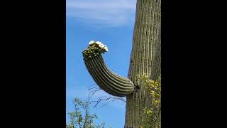 The Saguaro Forest May 2023