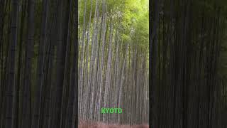Бамбуковый лес в Киото