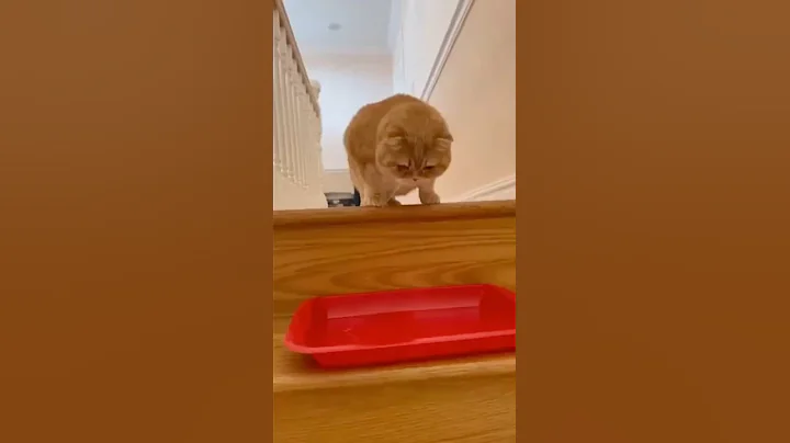 Video 11793951: british shorthair cat, britishshorthair cat funny, funny cats show, cat riding