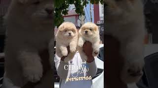 Chow chow puppies #shorts #viral #dogs #chowchow #trending #shortsvideo #mumbai #subscribe