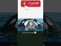 بكت الأوركا بينما مرت جنازة جيسيكا Jessica أمام عينها The Orca Cried While Jessica S Funeral Passed 