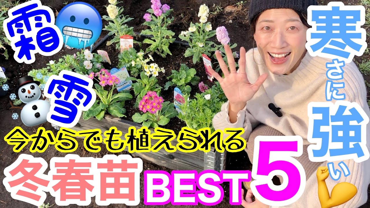 【冬春苗】今からでも植えられる最強冬春苗ベスト5✋/ 寒さに強いのは当たり前‼️雪が積もっても霜が降りてもなんのその💪/ ガーデンボックスに植えて足跡花壇が誕生🎉【ガーデニング】