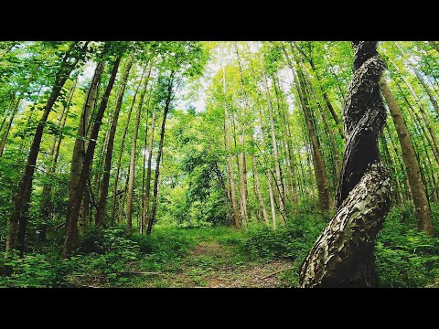 Journey Through Unmapped Creek Preserve [4K] In Corbin, KY — SURVEYOR RAW LANDSCAPES #4