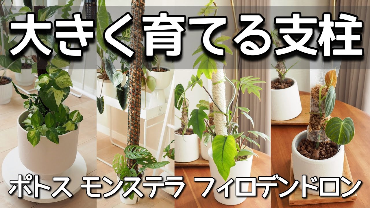 観葉植物の支柱 大きく育てたい場合の支柱 5種類 Youtube