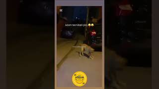 Köpeğe Köpek Şakası Yapılırsa