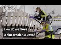 Examining the blue whale: the move begins | Natural History Museum