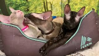 Apollo with his two Girls by ReikiRex Cornish Rex Cats 137 views 3 years ago 1 minute, 20 seconds