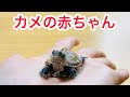 生後４ヶ月のカメの赤ちゃんをお迎えしました！