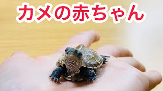 生後４ヶ月のカメの赤ちゃんをお迎えしました！