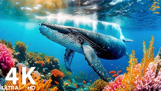 Океан 4K (ULTRA HD) - Красивые коралловые рифовые рыбы - Снятие стресса - Звуки природы №7